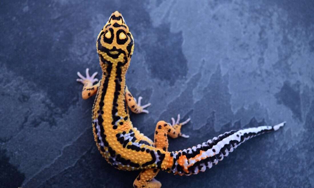 Firebold Leopard Gecko