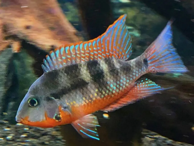 Firemouth Cichlid