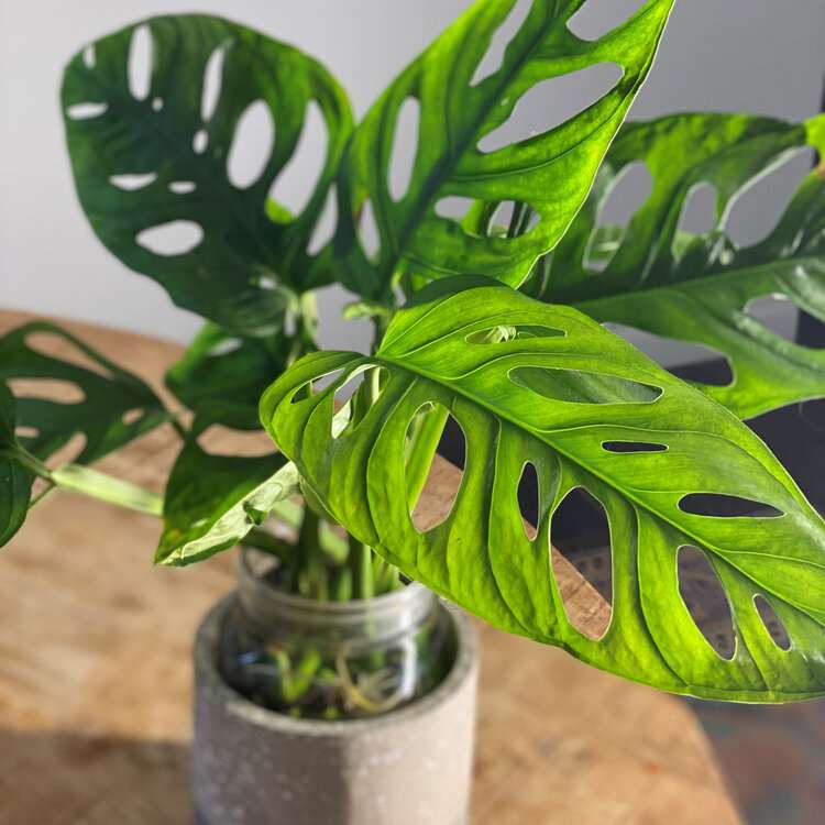 Five Holes' Plant