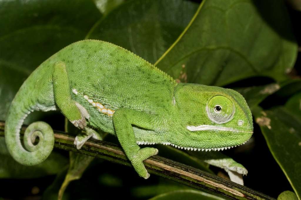 Flap Necked Chameleon