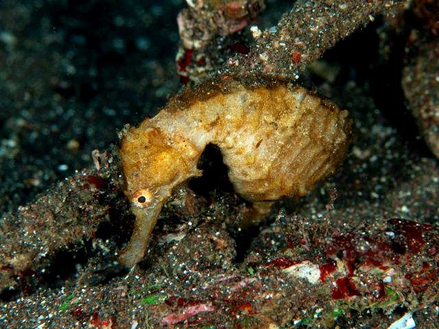 Flat-Faced Seahorse