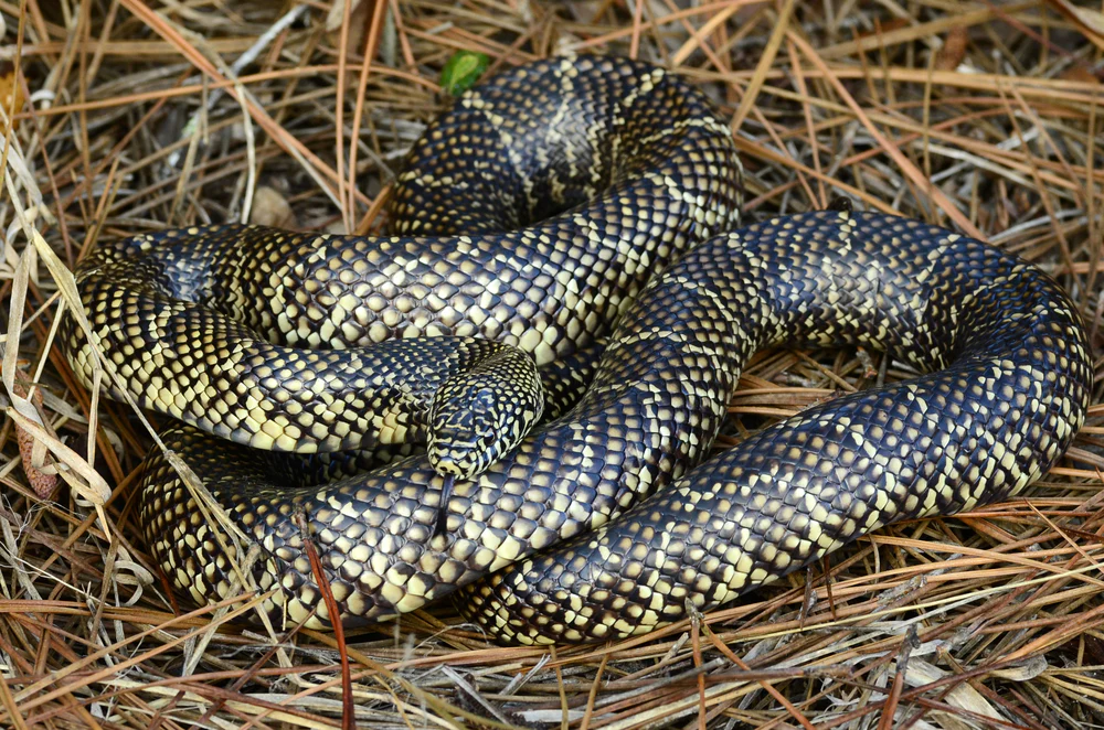 Florida Kingsnake