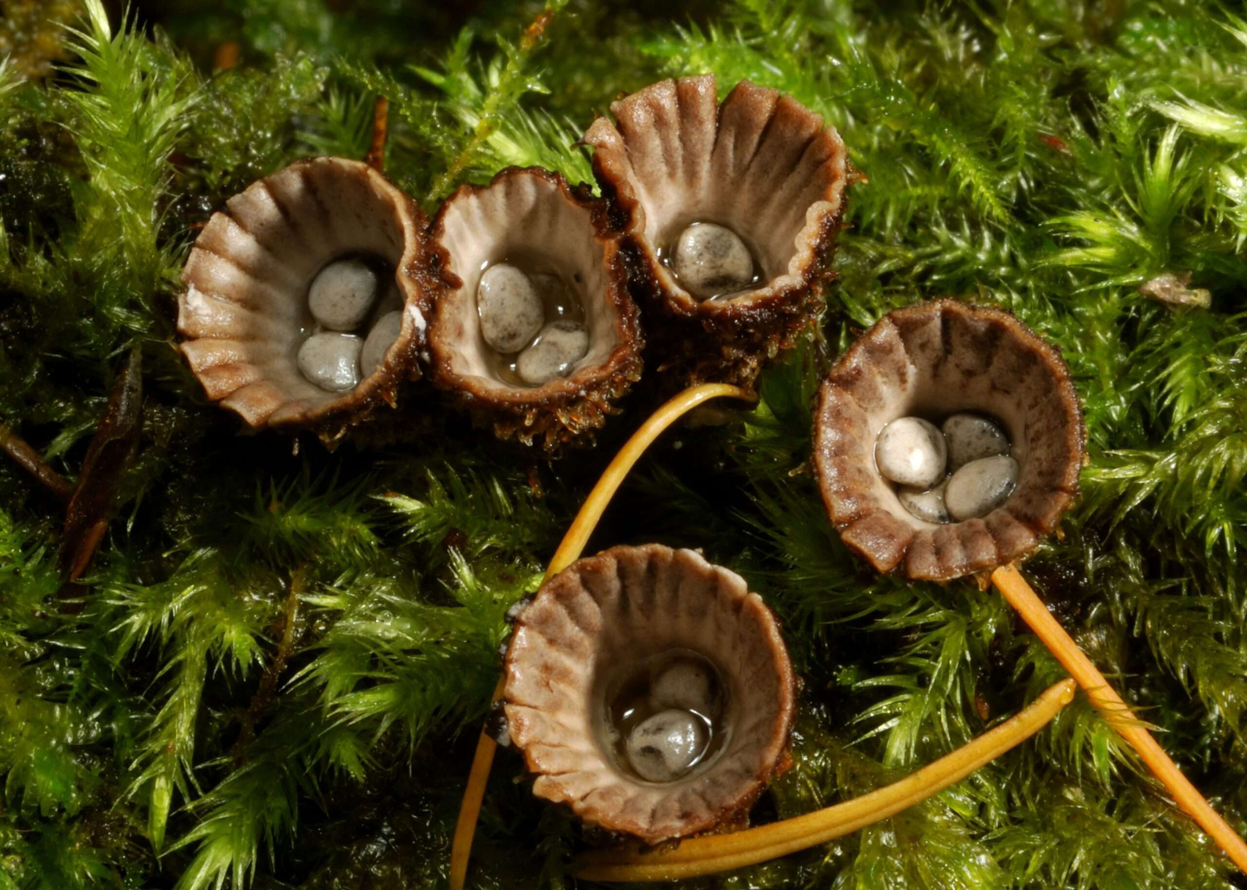Fluted Bird's Nest