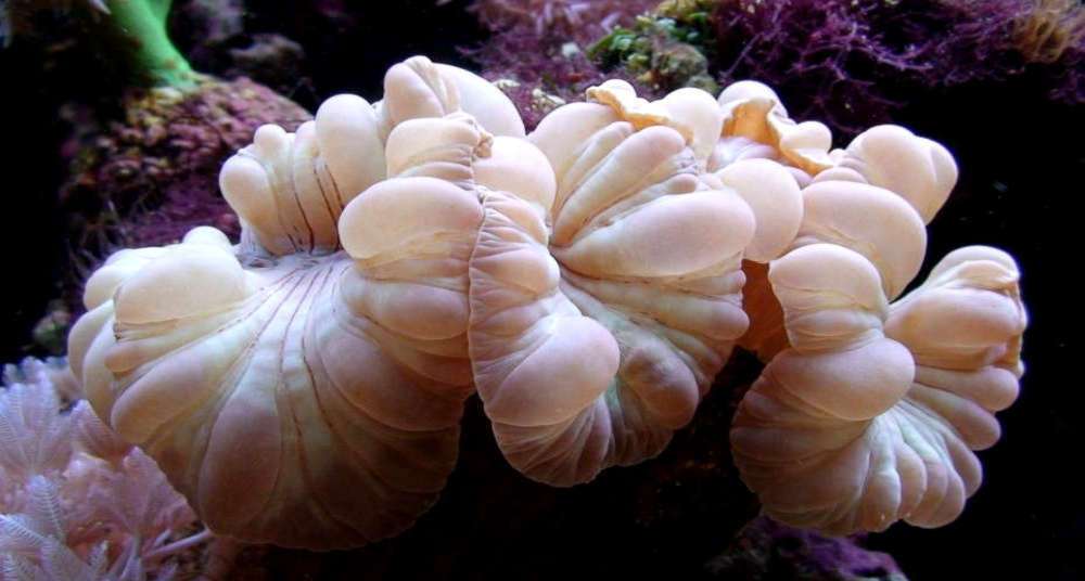 Fox Coral