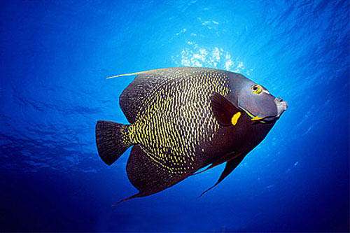 French Angelfish