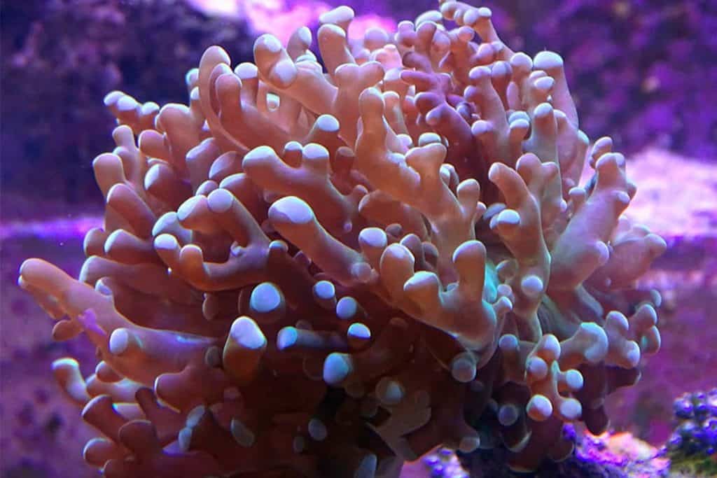 Frogspawn Coral