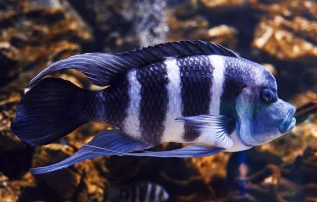Frontosa Cichlid