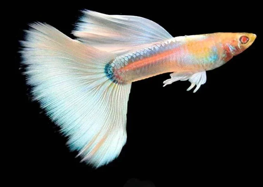 Full-Platinum Albino Guppy