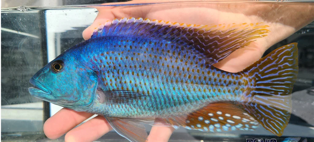 Fusco Fish