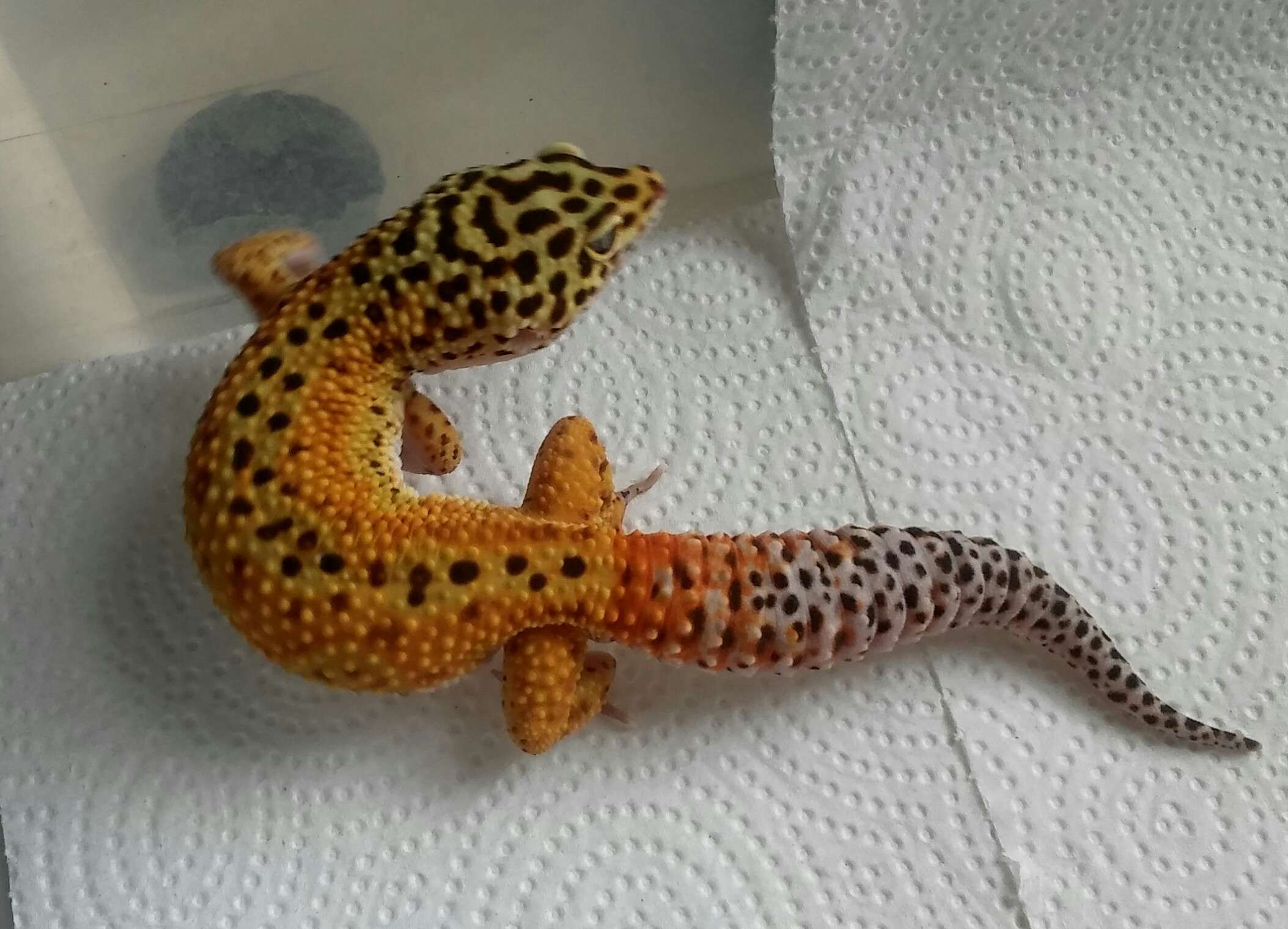 G Project Leopard Gecko
