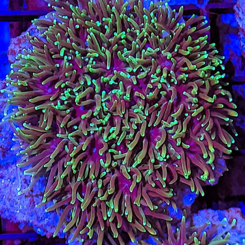 Galaxy Coral
