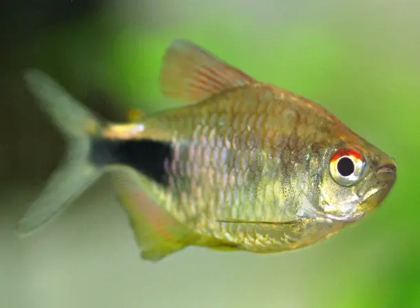 Garnet Tetra