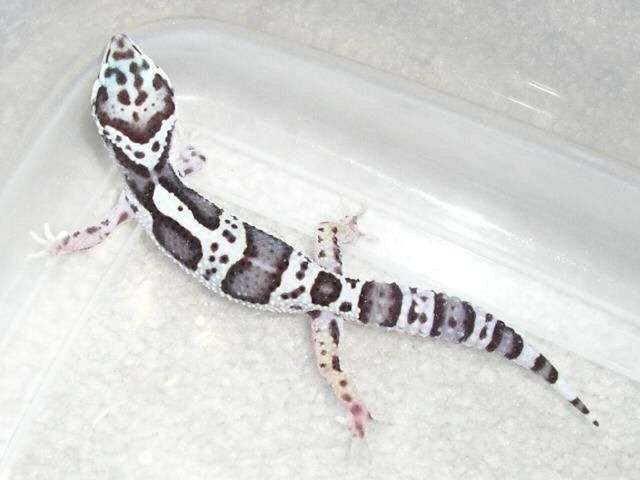 Gem Snow Leopard Gecko