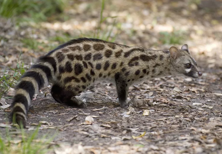 Genets