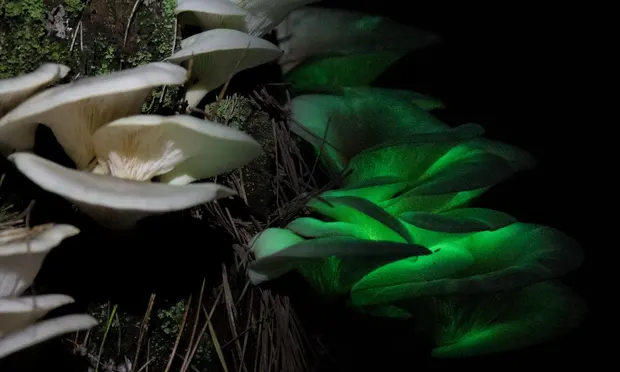 Ghost Mushroom