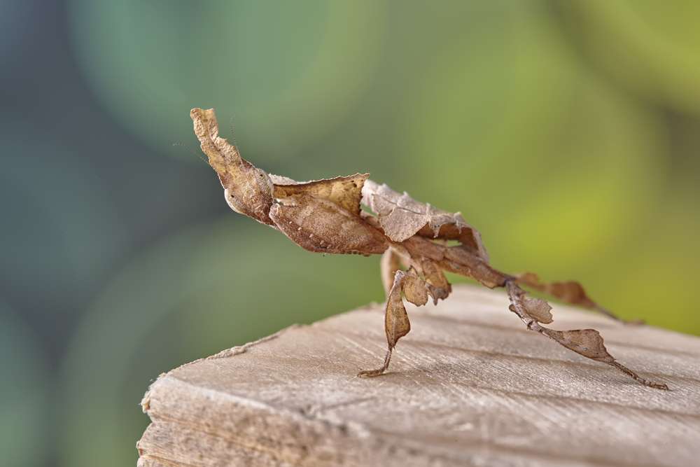 Ghost Mantis