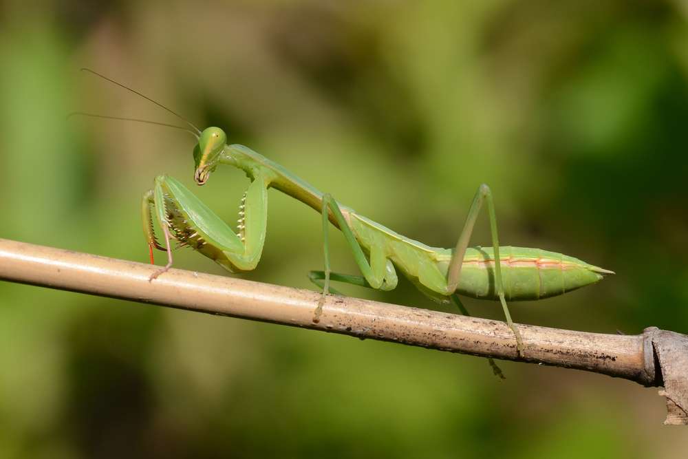 Giant Asian Mantis