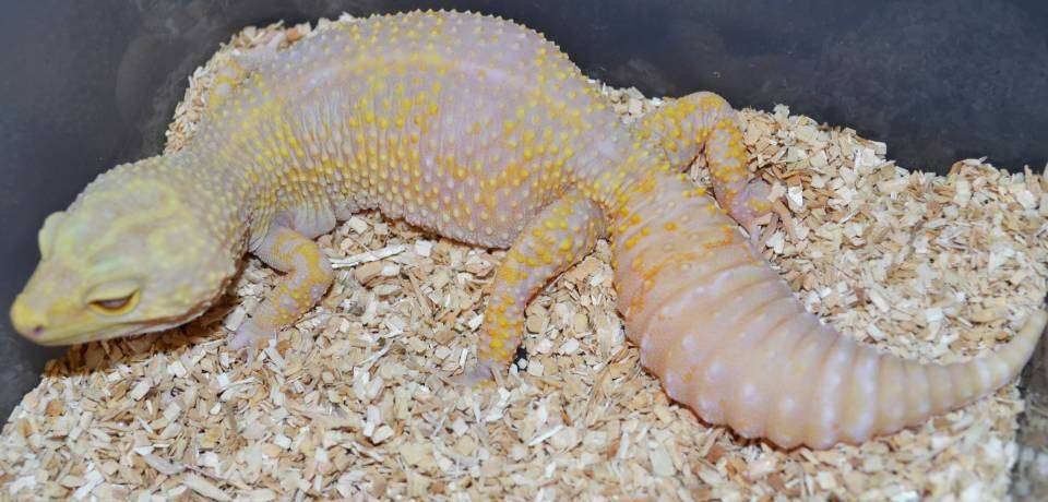 Giant Leopard Gecko