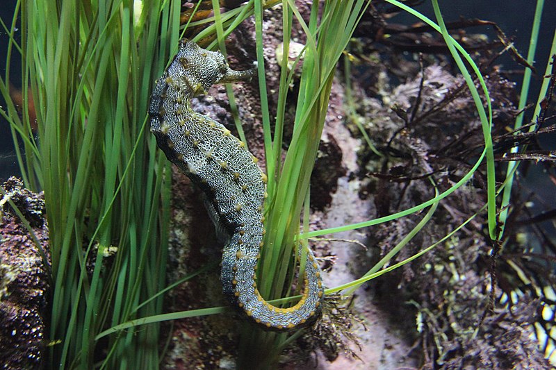 Giant Seahorse