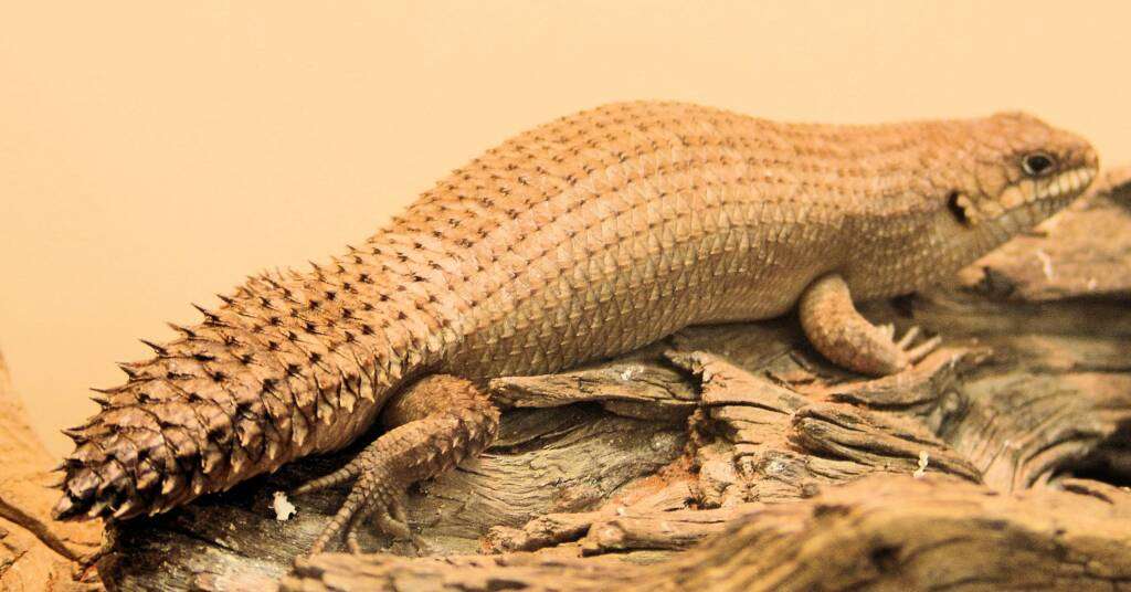 Gidgee Skink