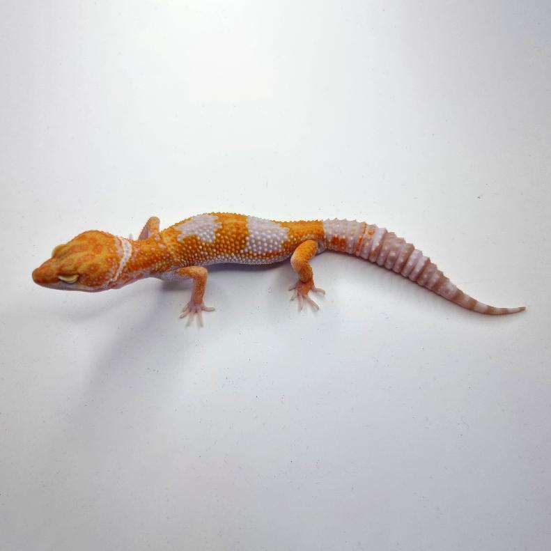 Glow Madness Leopard Gecko