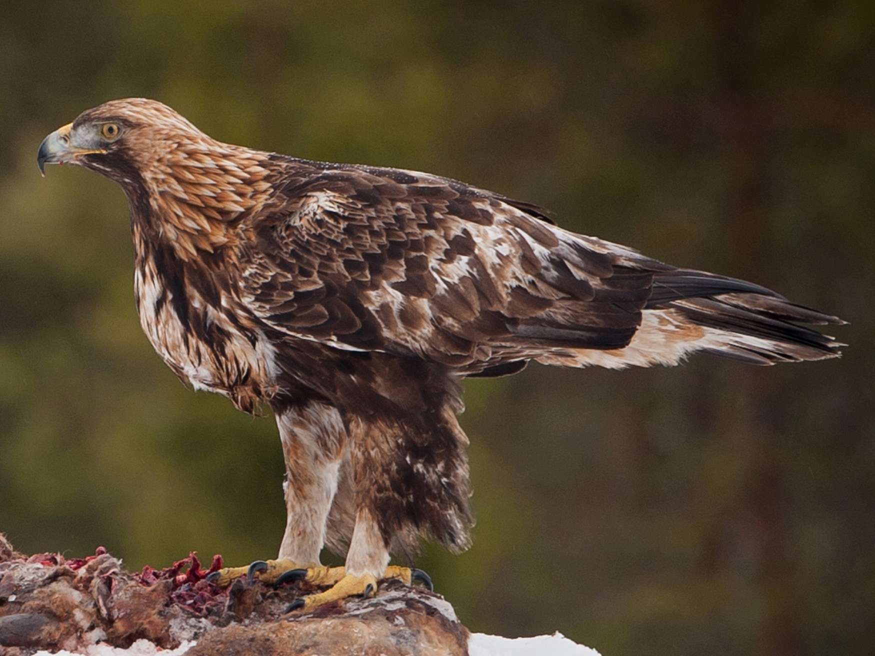 Golden Eagle