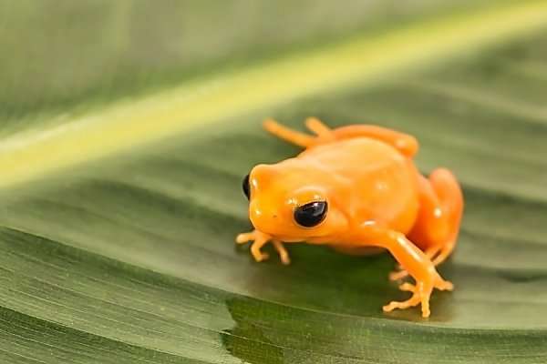 Golden Mantella