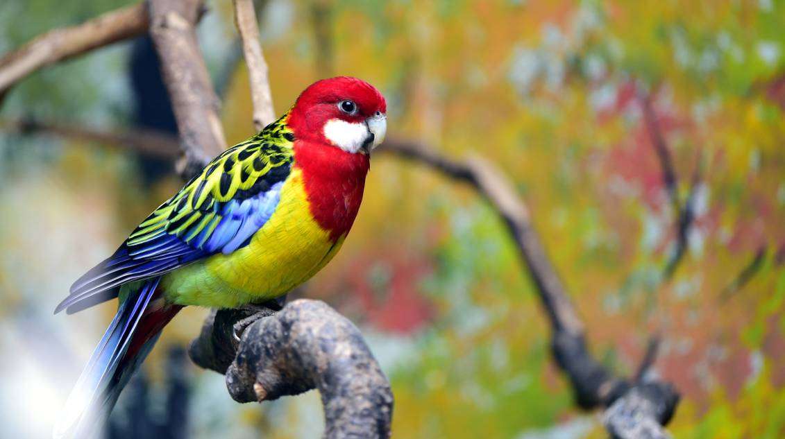 Golden-Mantled Rosella