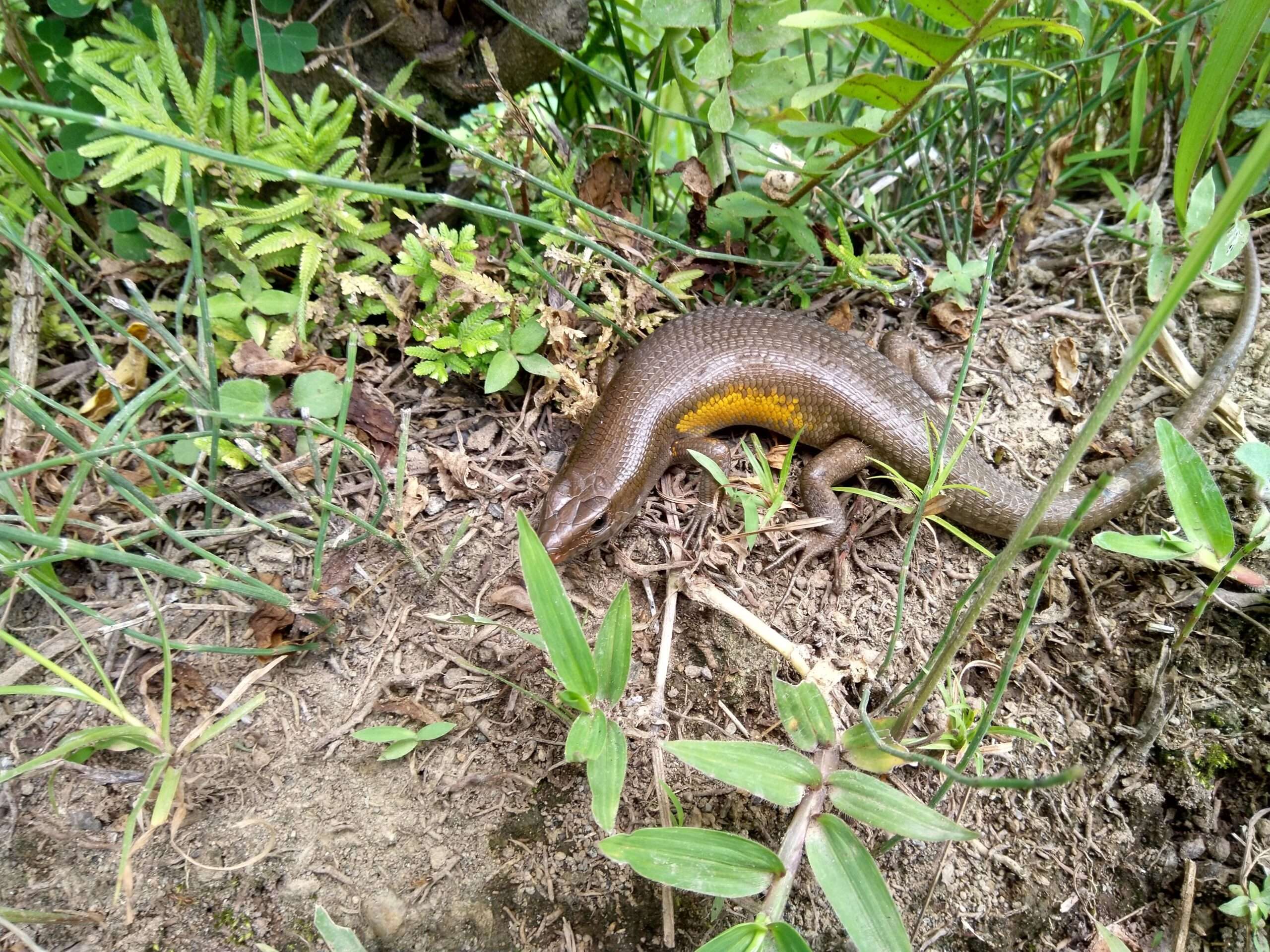 Golden Sun Skink