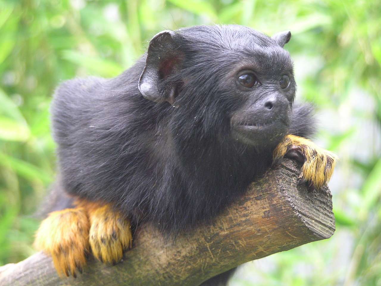 Golden-Handed Tamarin