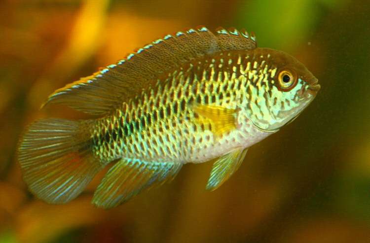 Goldeneye Cichlid