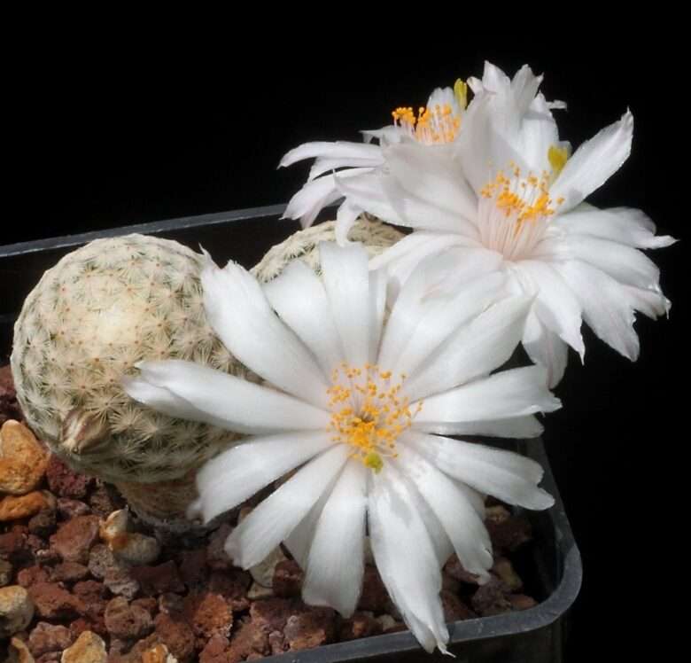 Golf Ball Cactus
