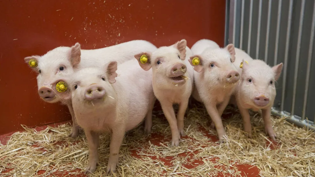 Gottingen Minipig