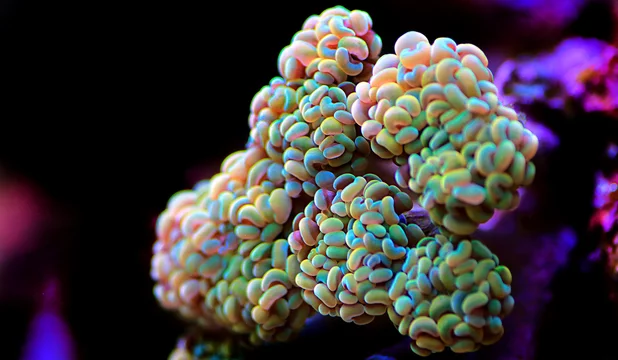 Grape Coral