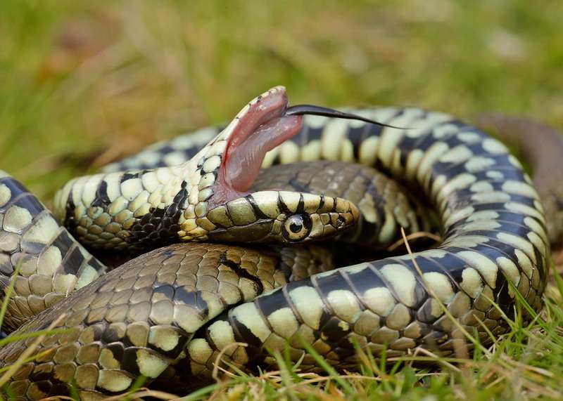 Grass Snake
