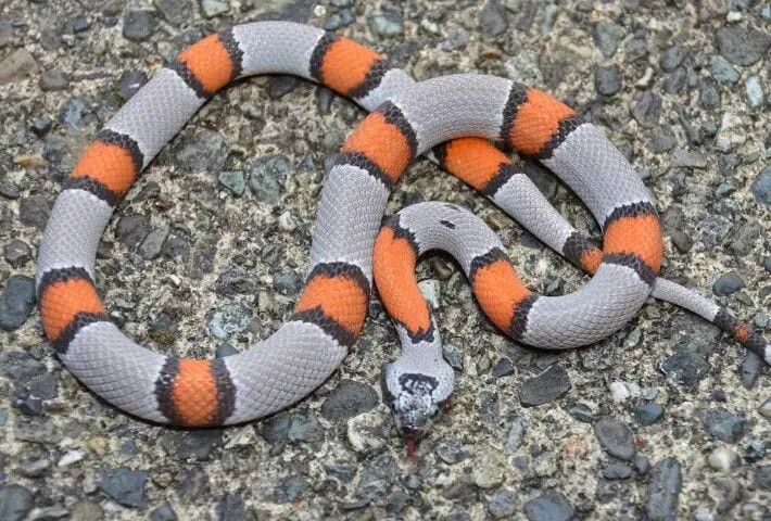 Gray-Banded Kingsnake