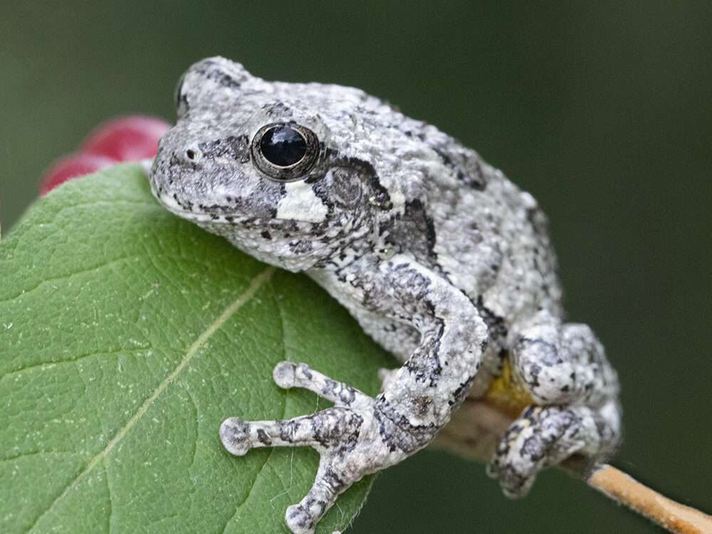 Gray Tree Frog