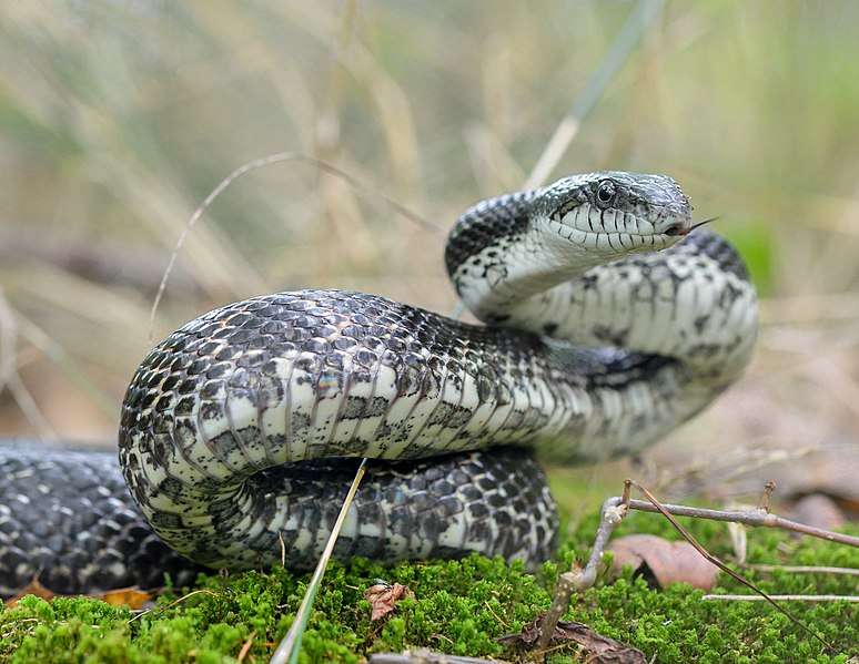 Gray Rat Snake