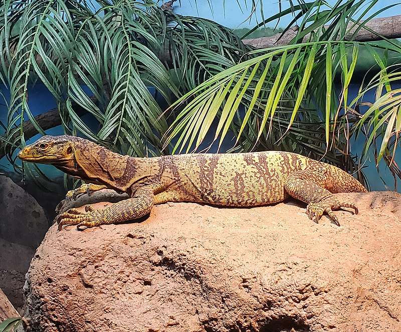 Gray's Monitor