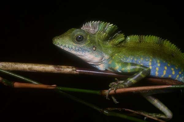 Great Anglehead Lizard
