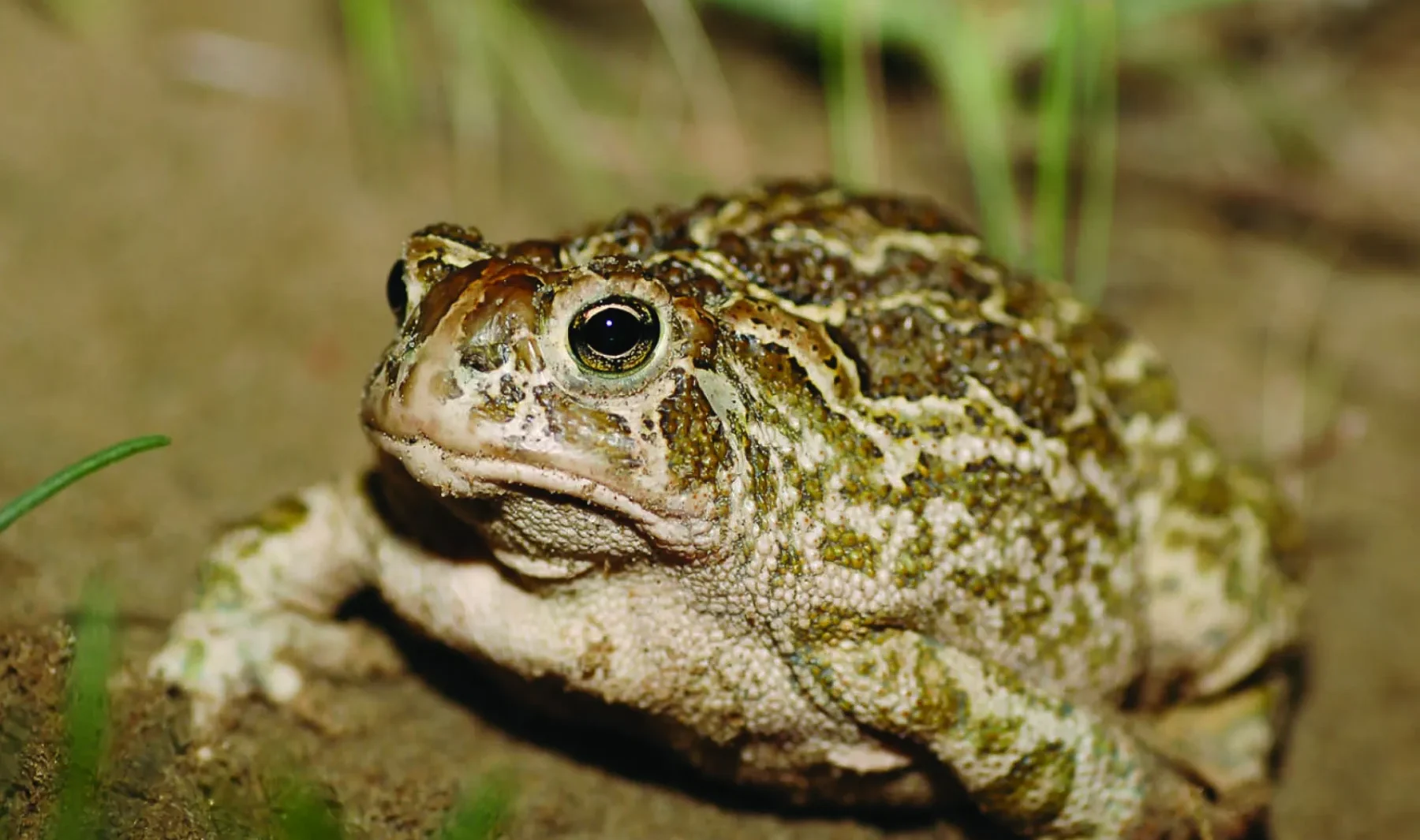 Great Plains Toad
