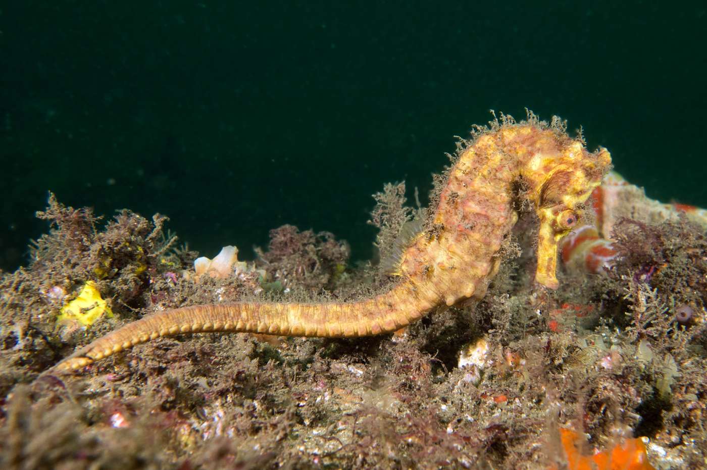 Great Seahorse
