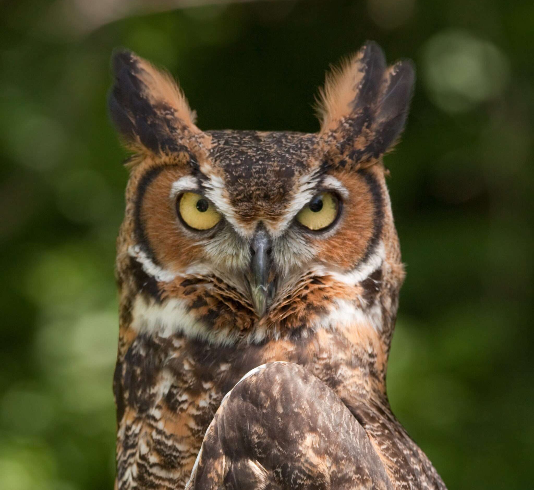 Great Horned Owl