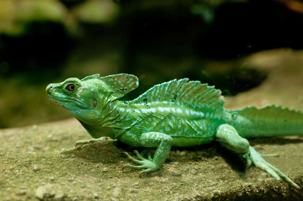 Green Basilisk Lizard