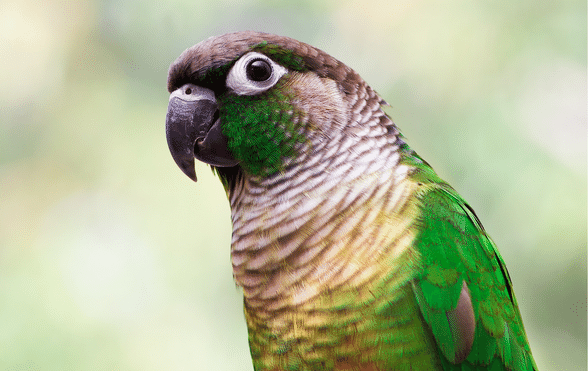 Green-Cheeked Conure