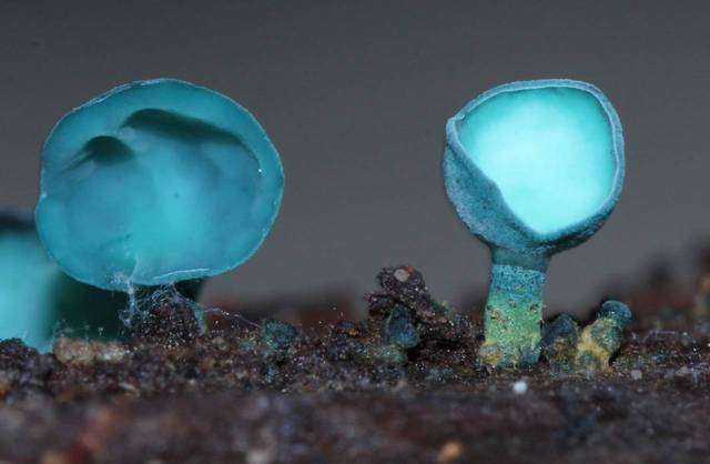 Green Elfcup