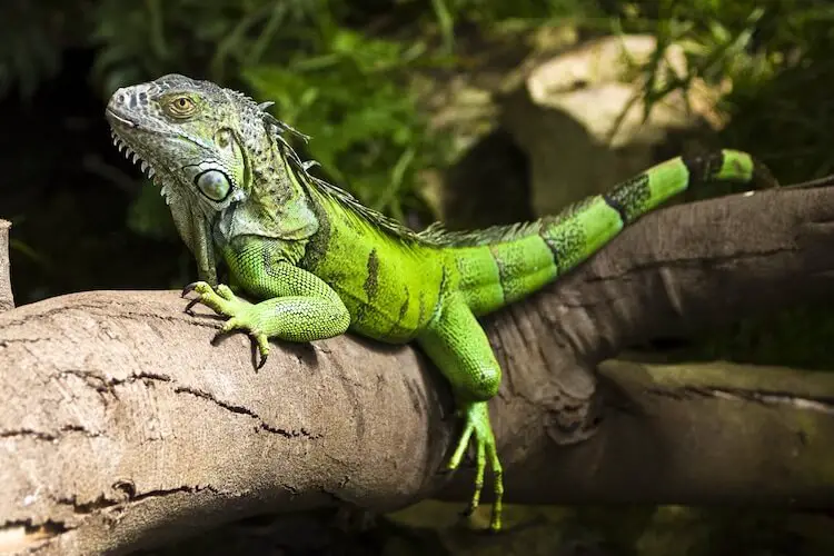 Green Iguana