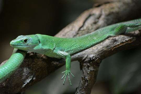 Green Keel-Bellied Lizard