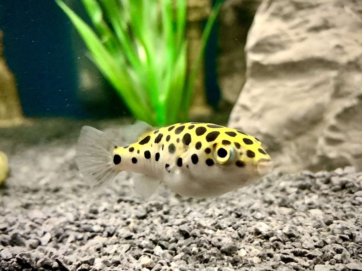 Green Spot Puffer