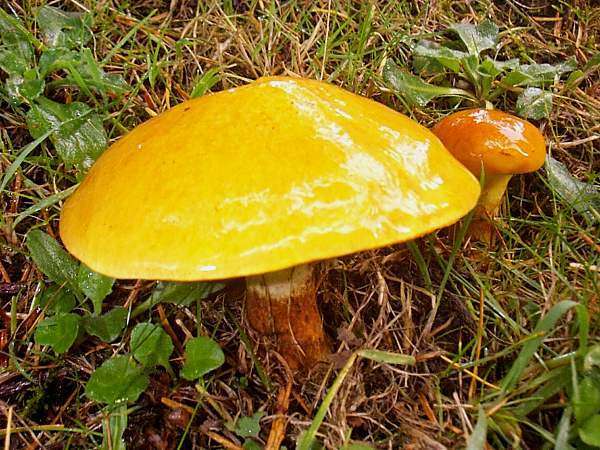 Greville's Bolete